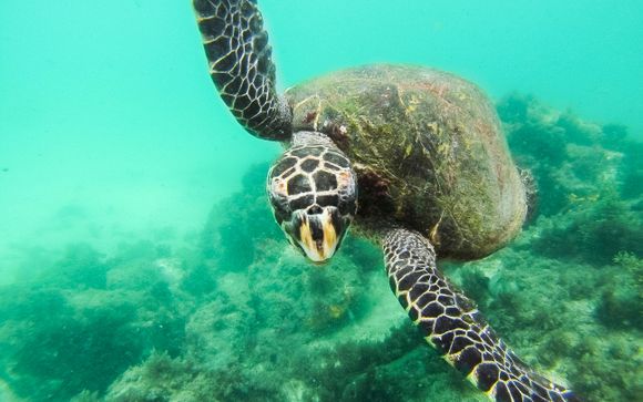 Mettez une option sur l