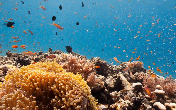 Snorkeling sur l’île de Mnemba 