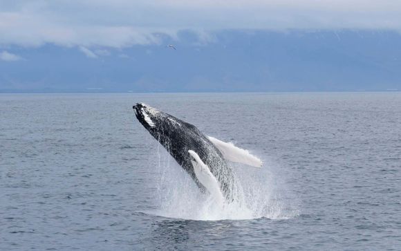 Observation des baleines (3h) - selon la durée du séjour