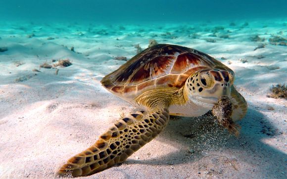 Partir à la rencontre des tortues