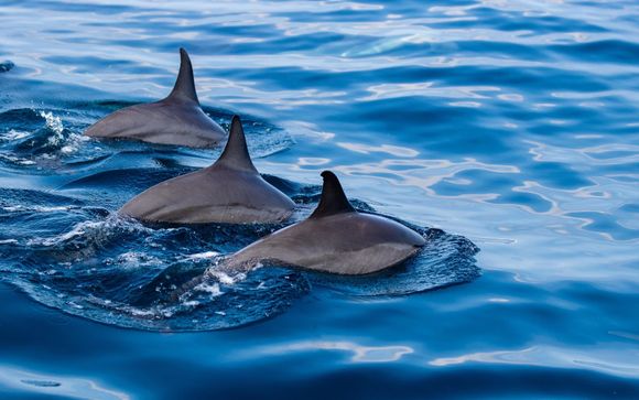 Observation des dauphins et snorkeling pour les séjours de 5 nuits ou plus