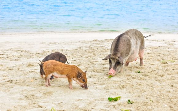 Koh Tan et Koh Madsum, l'île aux cochons en bateau rapide (demi-journée avec déjeuner inclus)