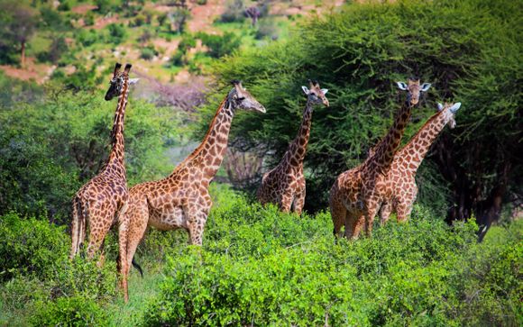 Votre safari en un clin d'oeil