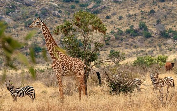 Rendez-vous... au Kenya