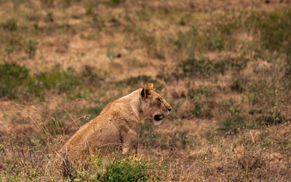 Votre safari en un clin d'œil