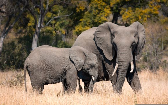 Safari pour les séjours en 13 jours / 12 nuits