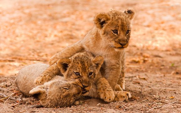 Histoire, nature et Big 5 : une aventure inoubliable !