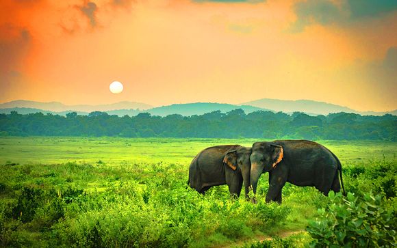 Combiné circuit privatif 4* au Sri Lanka et extension au Garton's Cape Hotel