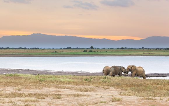Zoom sur vos safaris