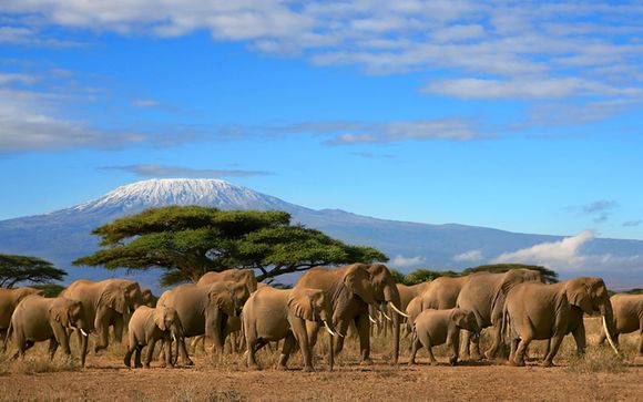 Zoom sur vos safaris
