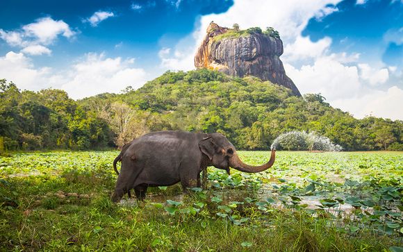 Traversée au pays de Sir Lipton en Classe Affaires