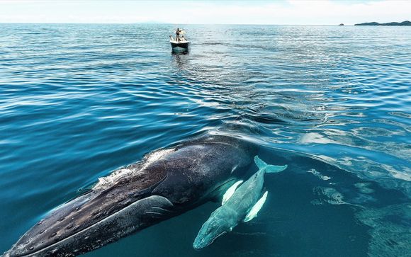 Croisière Observation des baleines dans l'archipel Las Perlas