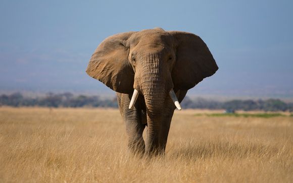 Rendez-vous... au Kenya 