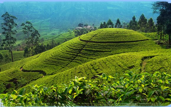 Rendez-vous... au Sri Lanka