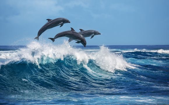 Escursione in barca con avvistamento dei delfini e snorkeling (3 ore)