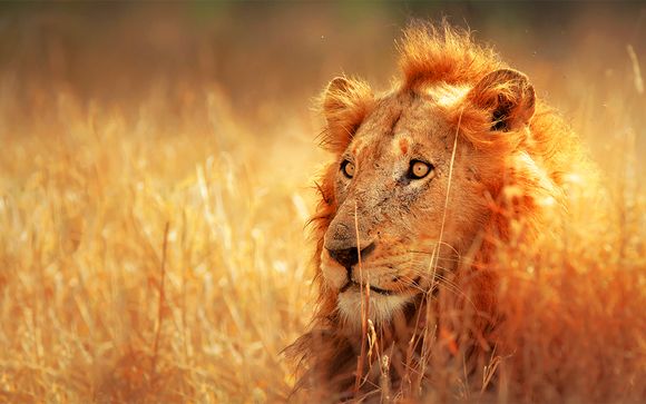 Tour Natura, Cultura e Safari in Sudafrica