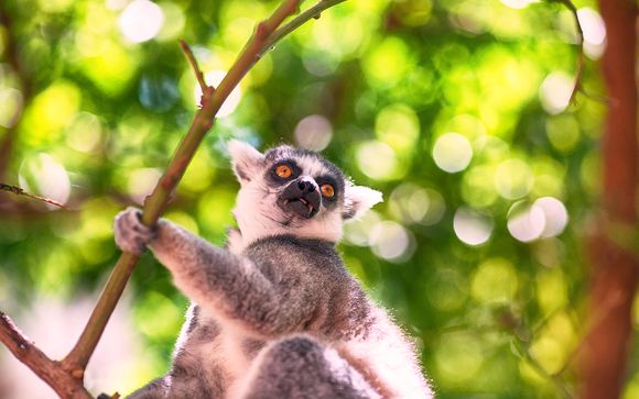 Alla Scoperta Del Madagascar in tour