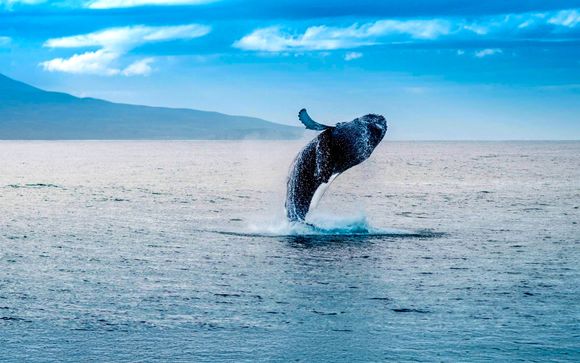 Inbegrepen excursies