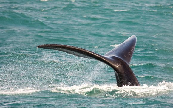 Inbegrepen opties (afhankelijk van de verblijfsduur)