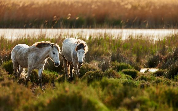 Uw optionele excursies