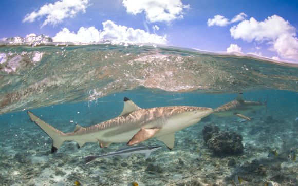 Kies voor een extra optie