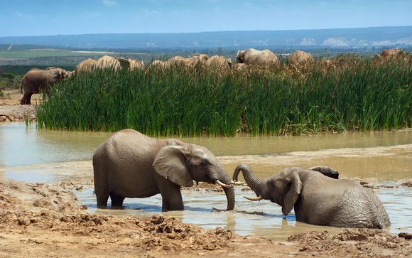Welkom in ... Zuid-Afrika en op ... Mauritius!