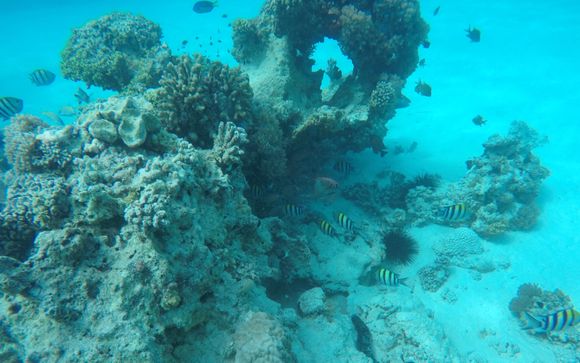 Uw optionele excursies