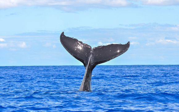 Uw optionele excursies