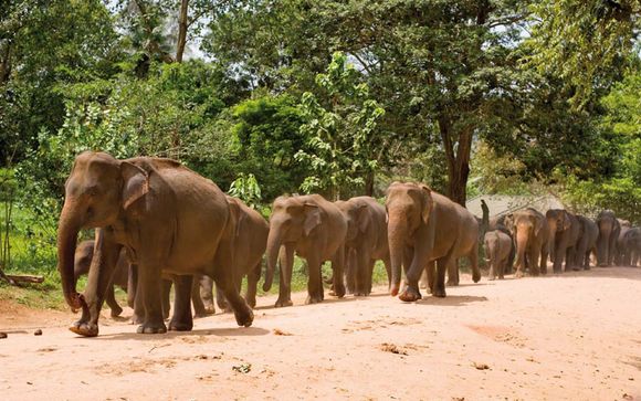 Welkom op... Sri Lanka!