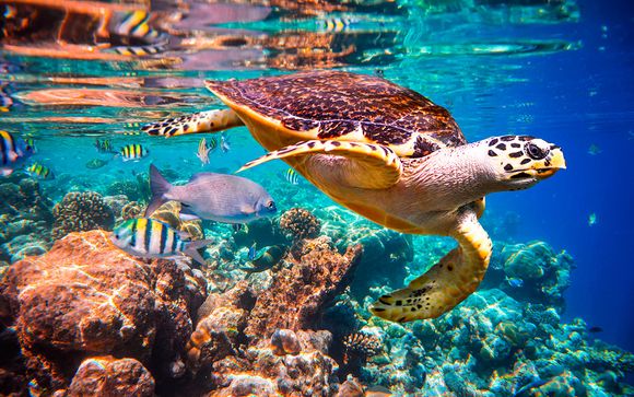 Uw strandverlenging in de Malediven