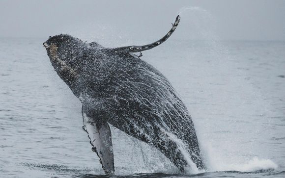 Included extras & excursions 