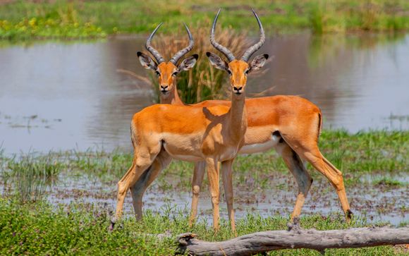 5-12 night safari: Kruger Maroela Lodge & Spa