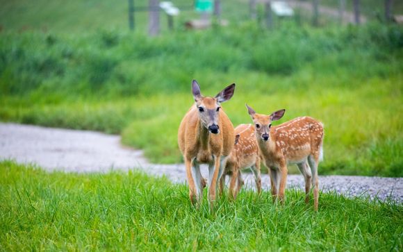 Your optional excursions & extras