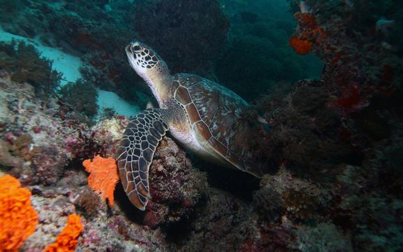 Your Included Excursions 