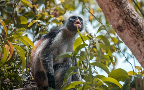 Your Optional Excursions