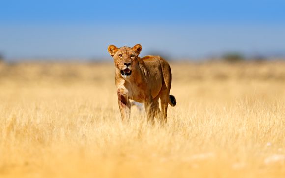 7 - 12 night safari at Kholiwe on Kruger Lodge 4*