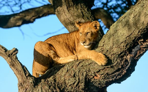 Safari Through Incredible Tanzania