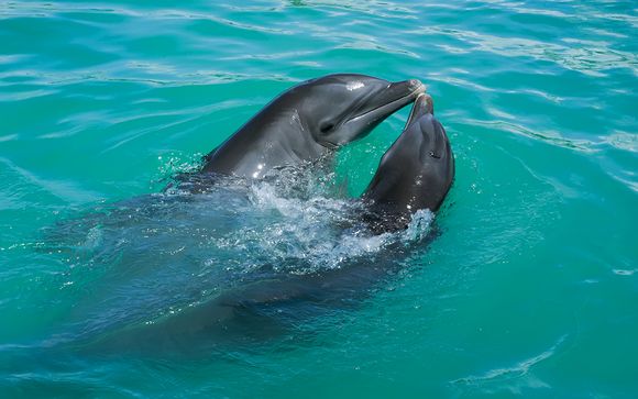 Optional Dolphin and Snorkelling Cruise 