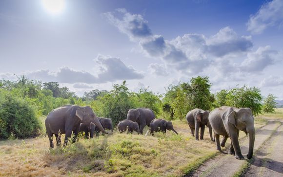 Sri Lankan Tour & West Coast Stay With Optional Dubai Extension