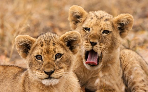 South African 'Meet The Big 5' Self-Drive Tour & Radisson Blu Azuri Resort & Spa 5*