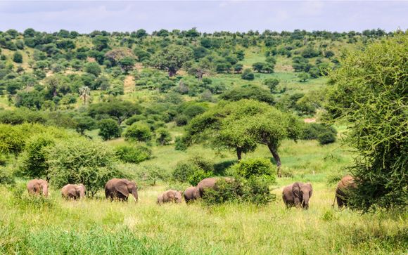 Your 3-Night Best of Tanzania Safari Itinerary