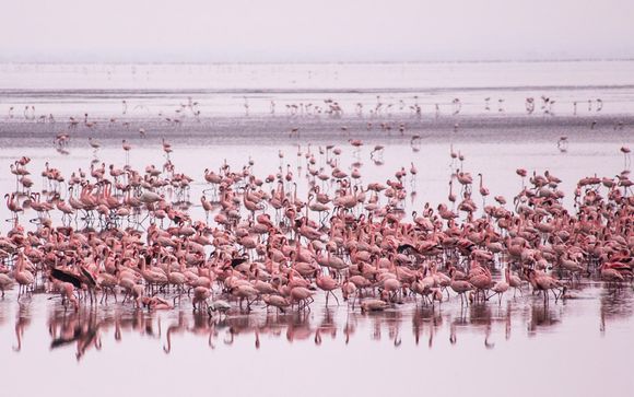 Your 3-Night Best of Tanzania Safari Itinerary