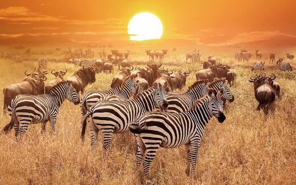 Your 5-Night All of Tanzania Safari Itinerary