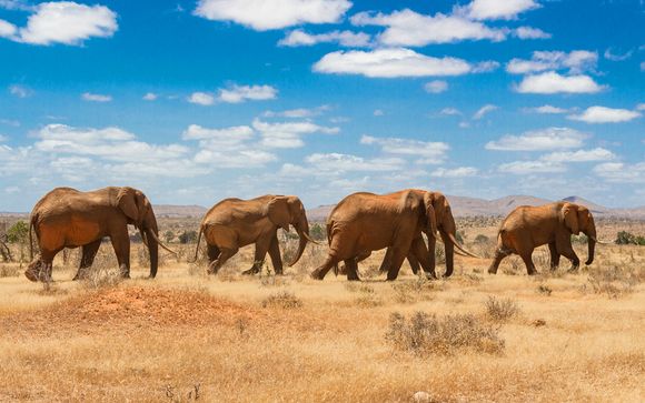 Serena Luxury Beach Escape Plus Safaris
