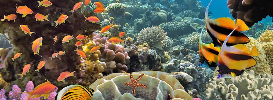 Offerte last minute a Marsa Alam