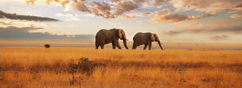 Viaggi in Africa